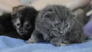 Buster @ hillsboro petsmart is off to the good life. Four Kittens Abandoned In Woods News Eagletribune Com