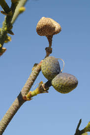 Image result for Thamnosma rhodesica