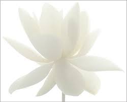 White Lotus Flower White On White Imgp3619 White Lotus Flower Flowers White Flowers