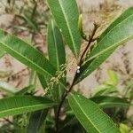 Image result for Landolphia lanceolata