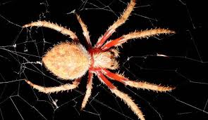 Now, researchers suggest that these webs do more than just glue a spider's meal in place — they may also swiftly paralyze their catch. Garden Orb Weaver Biodiversity Of The Western Volcanic Plains