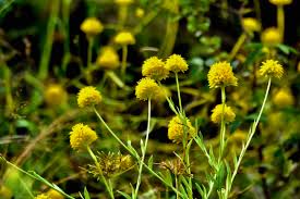 Image result for Polygala rivularis