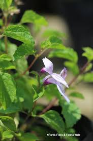 Image result for Ocimum labiatum