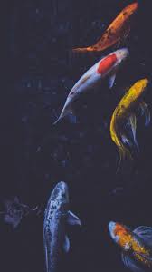 Koi Fish Koi Wallpaper Fish Wallpaper Koi Painting