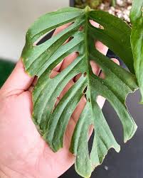 Tips on how to care for monstera adansonii. Monstera Adansonii Cf Subsp Laniata The Unfurling Nest Facebook