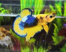 New Live Betta Fish Male Hellboy Yellow Hmpk Ebay Betta Fish Betta Betta Aquarium