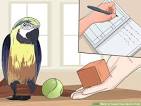 pictures of 2 parrots kissing videos dailymotion
