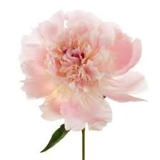 Alertie Peonies For May Delivery Fiftyflowers Com Simple Wedding Decorations Light Pink Flowers Peonies