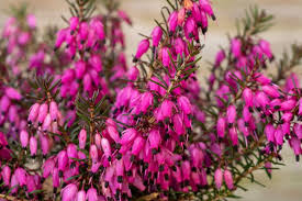 This problem is either caused. 52 Types Of Heather And Heath Flowers With Pictures Florgeous