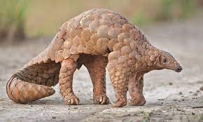 Pangolin scales price per kg. Pakistan S Pangolins Fall Victim To Chinese Demand Pakistan Dawn Com