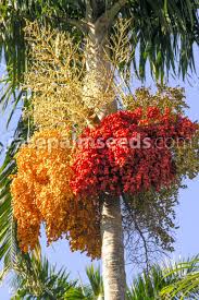 Image result for Pteronia acuminata