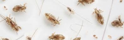 Image result for lice life cycle