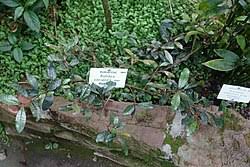 Image result for Rutidea fuscescens