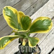 Image result for Euphorbia epicyparissias