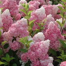 Rispenhortensie Vanille Fraise Garten Bepflanzen Hortensien Garten Pflanzen