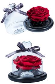 Red Preserved Rose Glass Dome With Heart Handle In 2020 Glass Domes Single Rose Open Rose