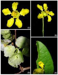 Image result for Malpighiaceae