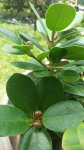 Pollination is the key to successful fruit production and our individual. My Chinese Banyan Also Known As Chinese Gem Tree Or Money Tree Bearing Fruits Plant Leaves Money Trees Plants