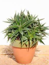 Image result for Dyckia