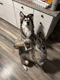 Sharing. Please help find these dogs