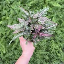 Image result for Pteris buchananii