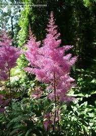 Plantfiles Pictures False Spirea False Goat S Beard Gloria Purpurea Astilbe X Arendsii 2 By 22cold Astilbe Goats Beard Spirea