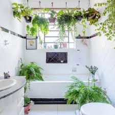 We curated a list of the best plants that will thrive in your bathroom. Here S Why You Need A Shower Plant In Your Bathroom Hello