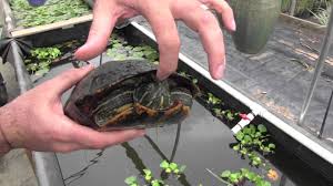 This means that setting up and maintaining the enclosure is not only expensive, but can also be time consuming for the average person. Red Eared Sliders What You Need To Know Youtube