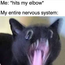 Cat Chy Memes For Another Fantastic Caturday Funny Instagram Memes Funny Animal Jokes Funny Cat Memes