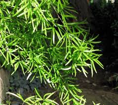 Image result for Asparagus falcatus