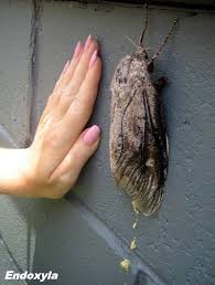 Media in category endoxyla cinereus. Idaho Massive Moth Whatsthisbug