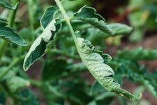 Watering Tomato Plants Tomato Garden Garden Problems Watering Tomatoes