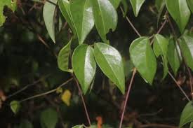 Image result for Macrotyloma ellipticum