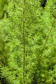 Image result for Asparagus natalensis