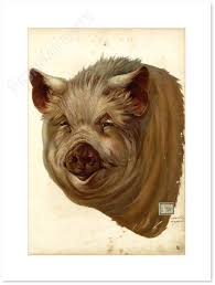 Risultati immagini per porco