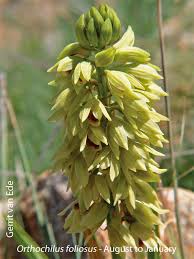 Image result for Orthochilus