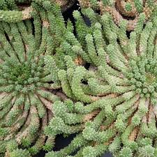 Image result for Euphorbia eranthes