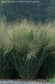 Image result for Panicum nervatum