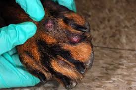 Just pat the paws dry. Treatment Options For Dog S Foot Sores Veterinary Medicine At Illinois