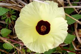 Image result for Hibiscus surattensis