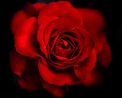 Download gambar wallpaper bunga mawar merah bercahaya rumah daun via gambar.co.id. Mawar Merah Wallpaper Muat Turun Ke Telefon Bimbit Anda Dari Phoneky