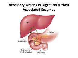 Accessory Organs In Digestion Their Associated Enzymes Ppt Download