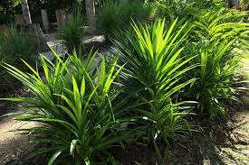 Daun pandan pandan wangi adalah jenis tanaman monokotil dari famili pandanaceae. 5 Tanaman Pandan Yang Cocok Dijadikan Sebagai Tanaman Hias Di Rumah Portal Jember