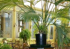 Voir cette épingle et d'autres images dans indoor plants par angie cooper. Kentia Ou Howea Culture Et Entretien De Ce Palmier D Interieur