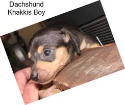 Check spelling or type a new query. Dachshund Dogs For Sale In Tennessee Agriseek Com