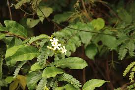 Image result for Vahadenia