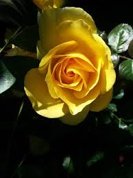 Explore ace online store for everything you need. A Rose By Any Other Name Marin Ace Hardware San Rafael Ca