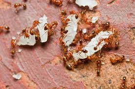 The toxicant is passed throughout the colony, killing the queen and all worker ants. 5 Home Remedies To Get Rid Of Fire Ants Premier Pest