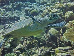 Sea Turtles Of The Indian Ocean Olive Ridley Project