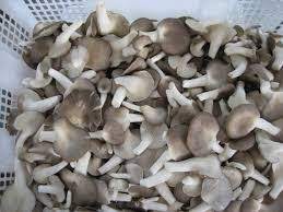 Ia terkenal di amerika utara sebagai sup bertin pekat jenis biasa. Cara Buat Sup Cendawan Yang Sedap Dan Menyelerakan Mushroom Soup Stuffed Mushrooms Soup